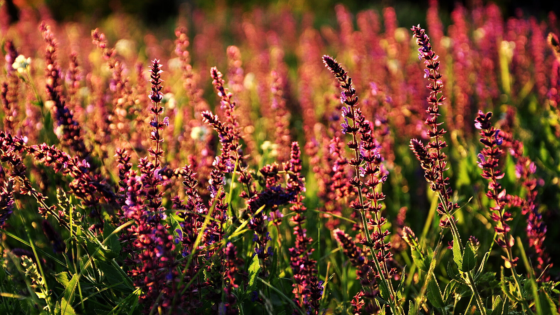 开云体育平台APP-暗黑大陆的封印者，迪马利亚撕裂命运的牌局，佛罗伦萨以五道圣痕镌刻马里之殇