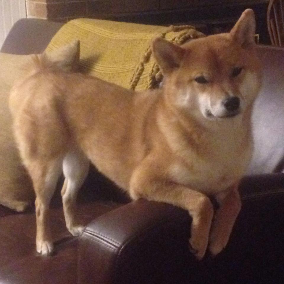 英格拉姆攻防两端统治比赛，快船跨越联赛轻取浙江队