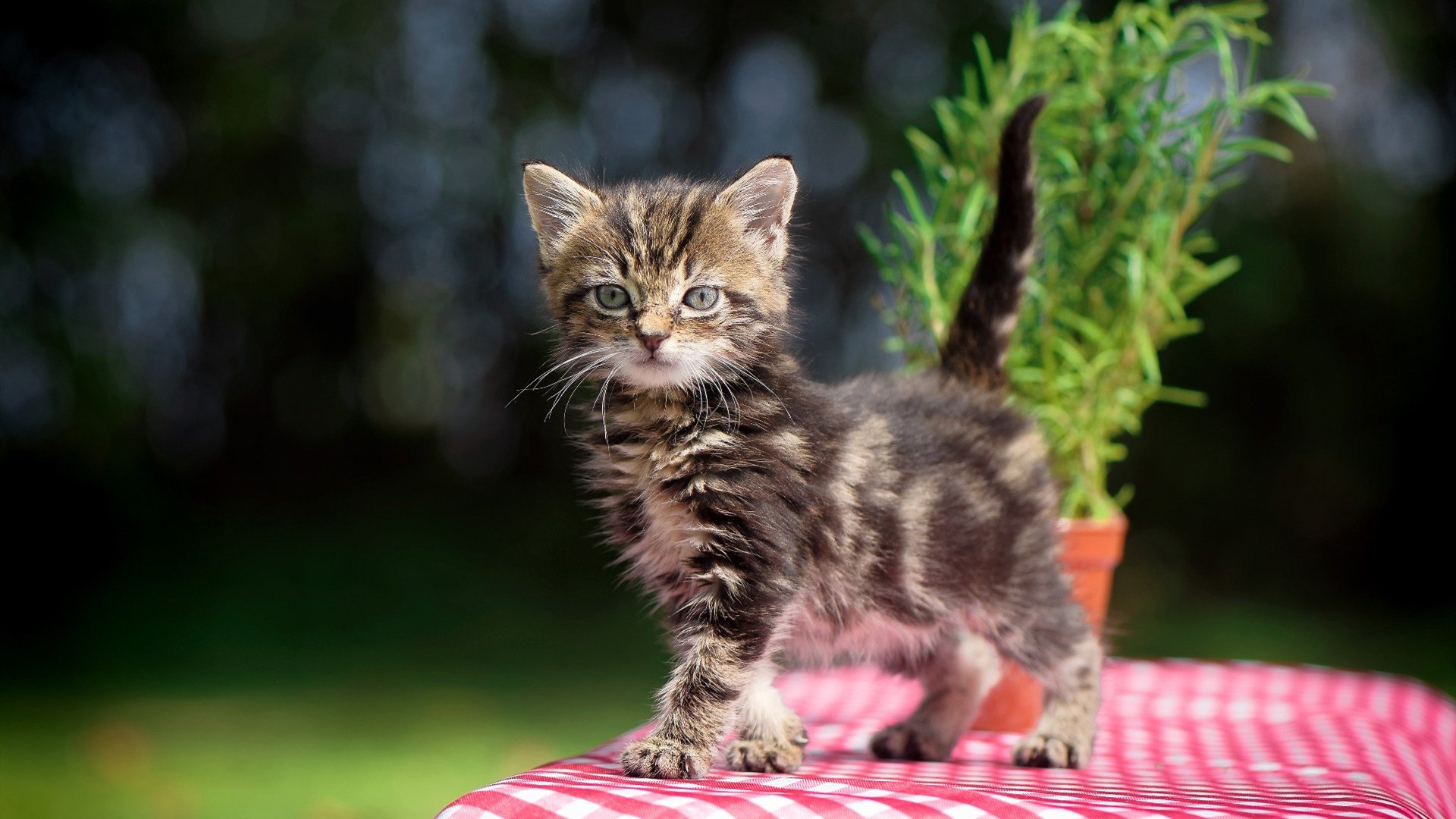 开云体育中国-节奏之王卡塞米罗，曼城爆冷拉齐奥的全队引擎轰鸣