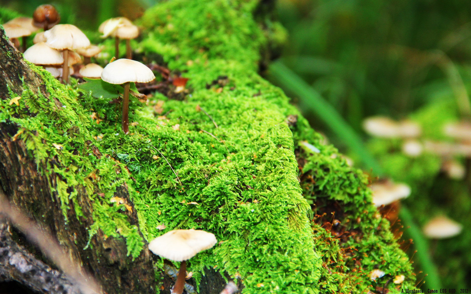 用一记记关键三分写下证明的独白,霍勒迪在深京大战中为自己正名